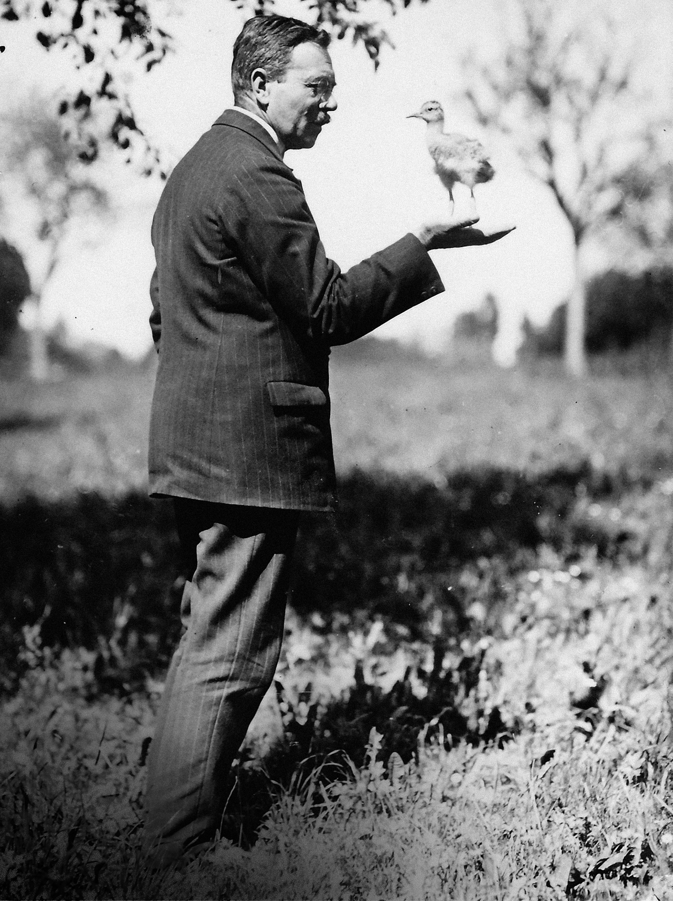 鸟类观测站创始人阿尔弗雷德·希弗利(Alfred Schifferli)亲手饲养的一只翘嘴鹬。