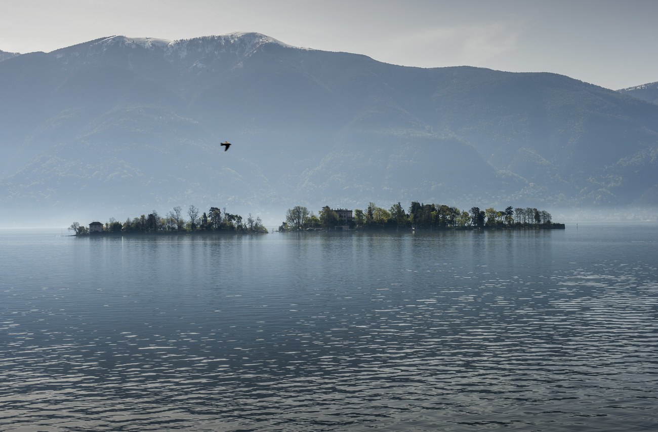The misty waters of Lake Maggiore backgrounded by mountains. A bird flies over the water and at the centre of the image is the tree-covered Brissago island