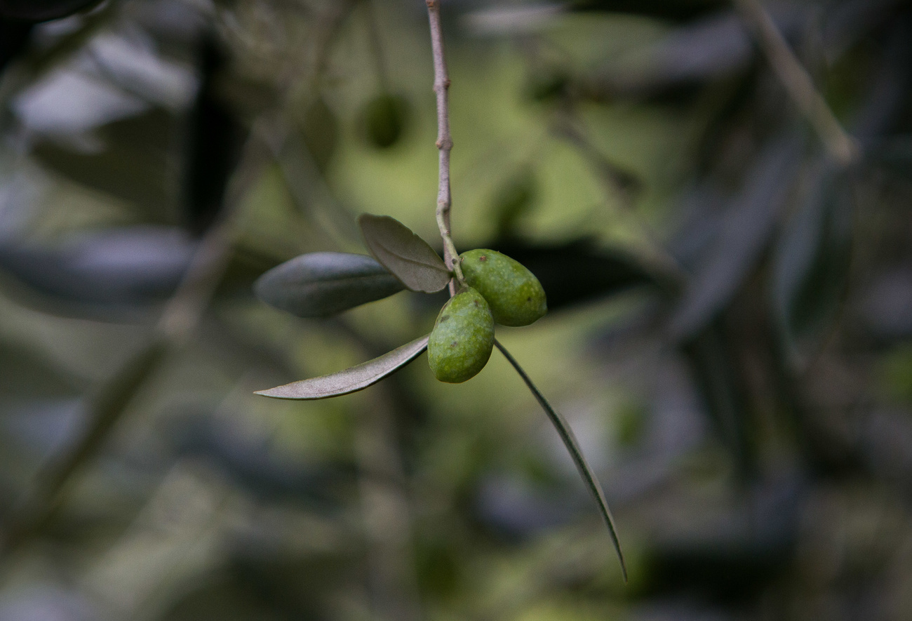Olive sur un arbre