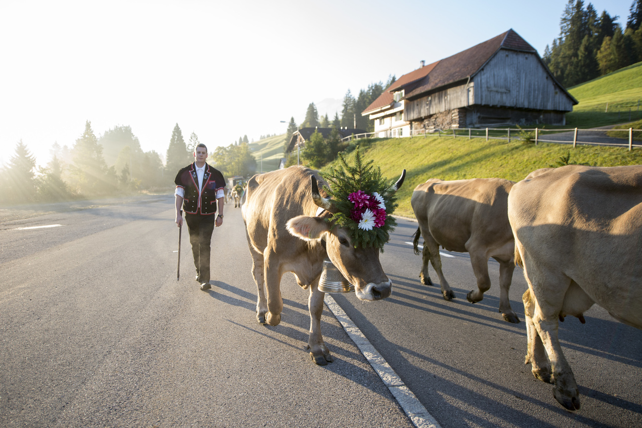 Альпийские сезонные традиции в Швейцарии объединяют в общий комплекс навыки, обычаи и ритуалы, связанные с альпийским земледелием и животноводством.
