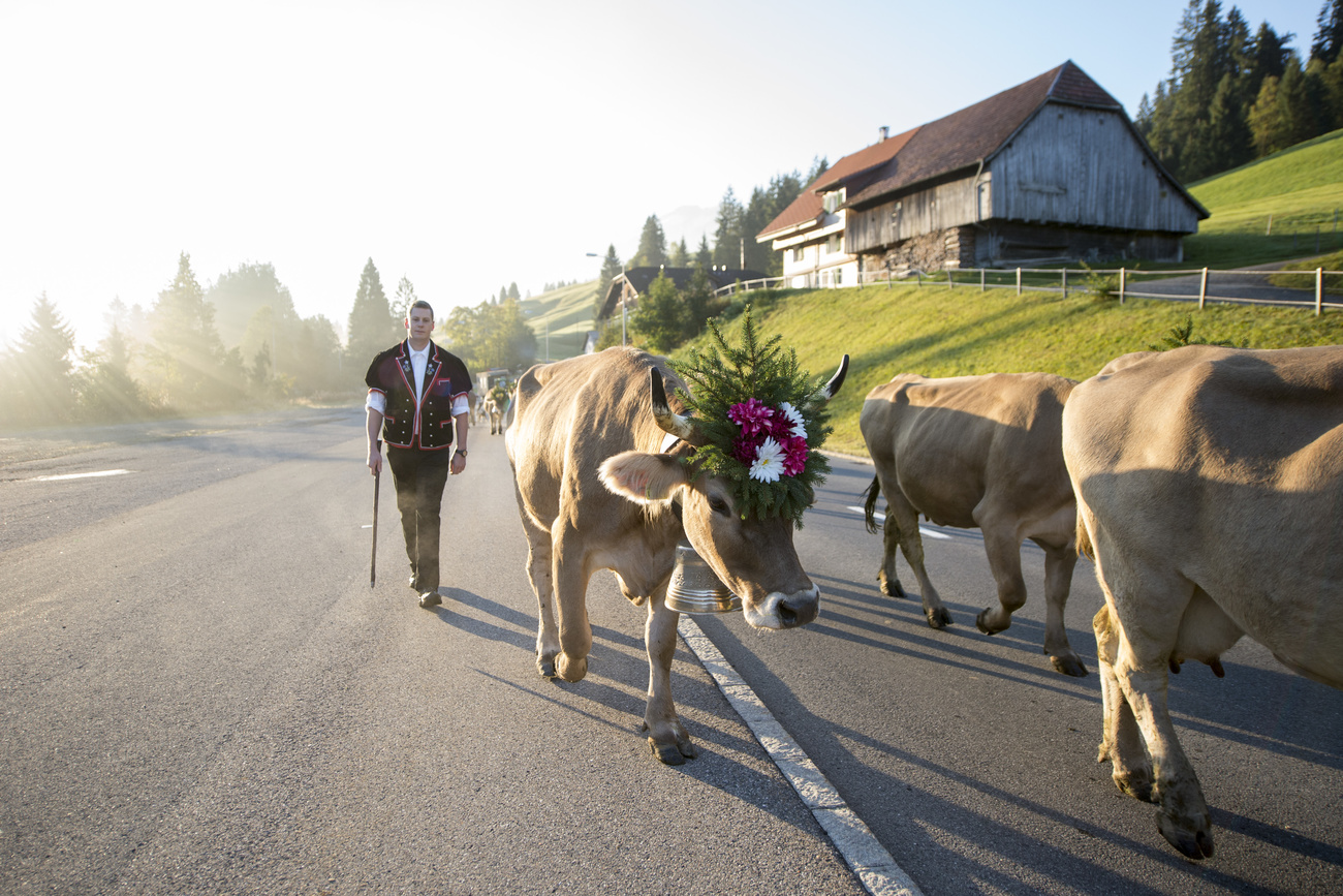 The tradition of brining cattle up the mountain to graze on the Alpine pastures.