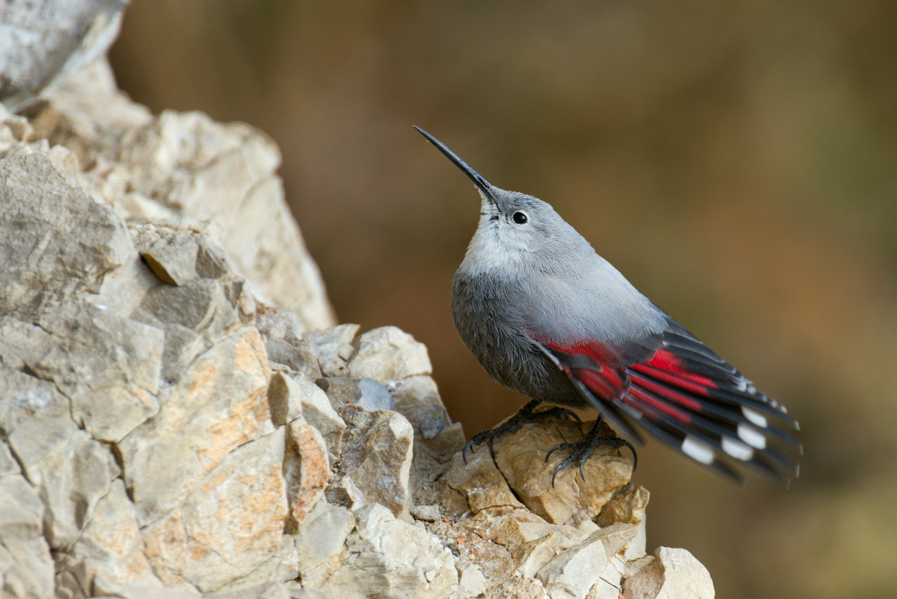 Grauer Vogel mit roten Federn in einer Felswand