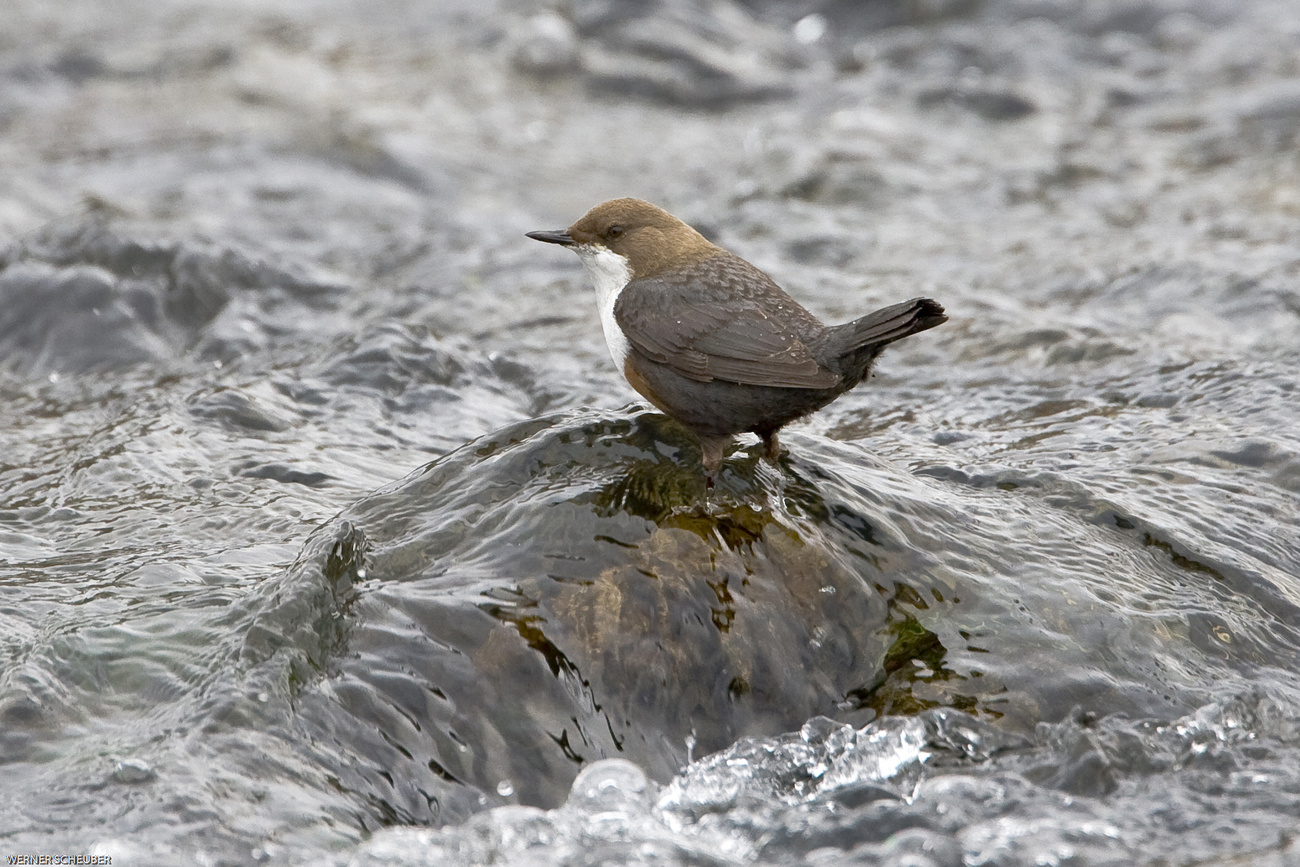 dipper