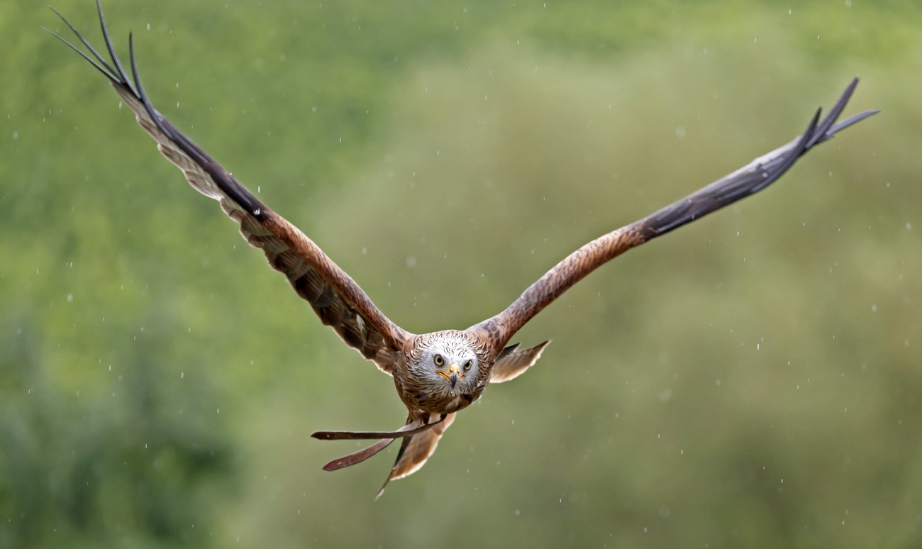 Rotmilan im Flug