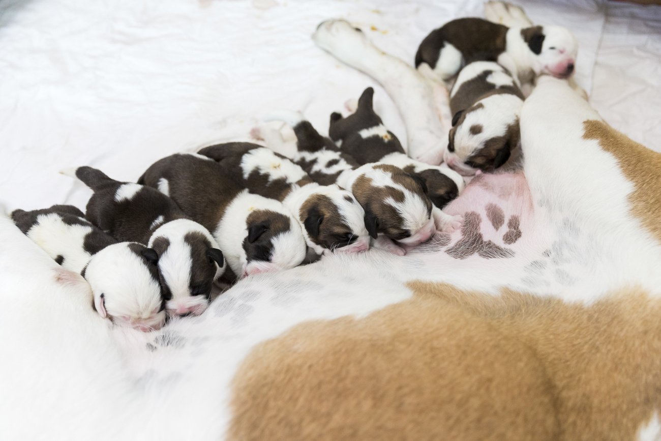 Cuccioli di San Bernardo al seno della mamma.