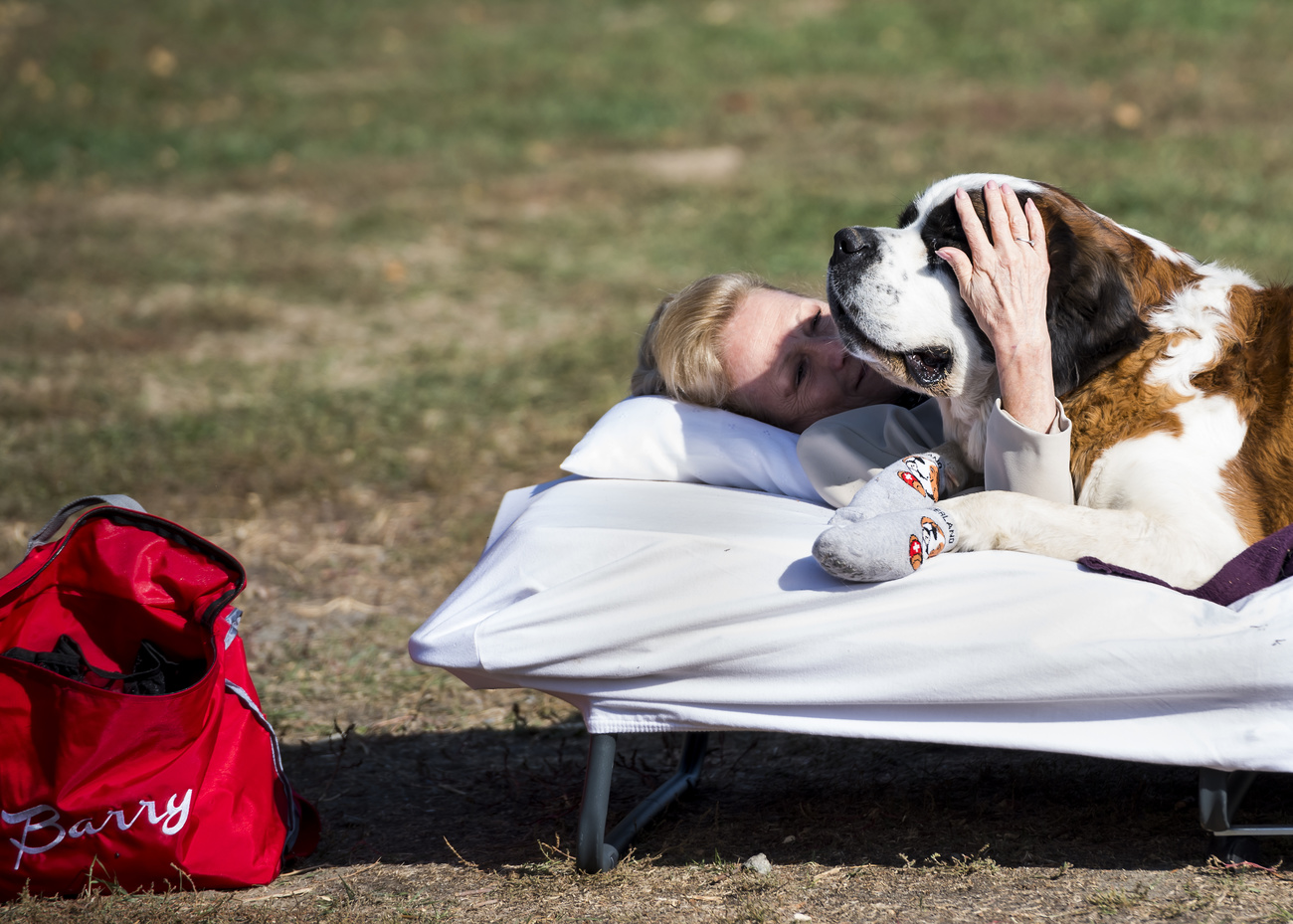 Bernhardiner als Therapiehund im Einsatz