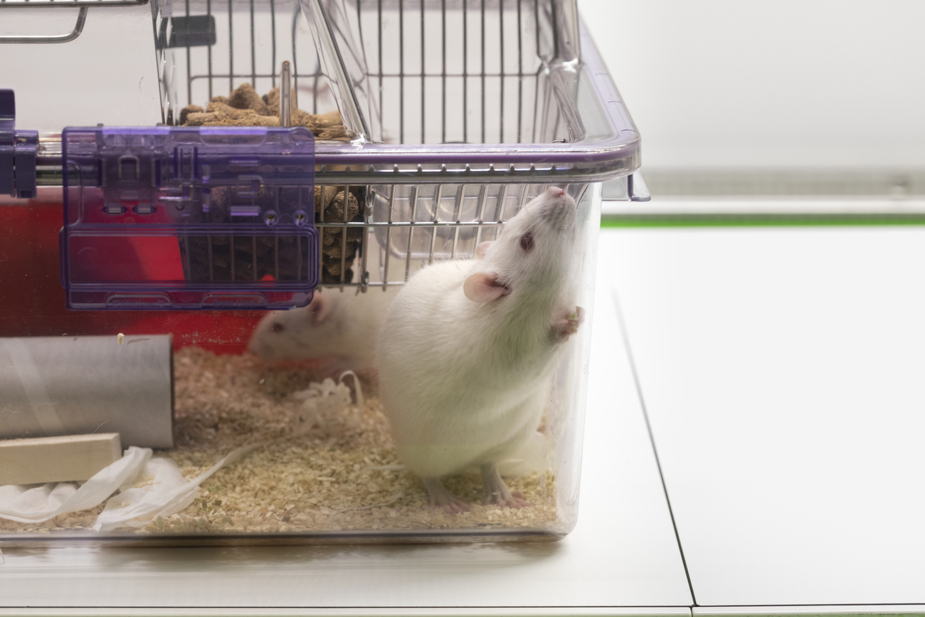 Rats in a cage, pictured in a laboratory in Switzerland on September 26, 2018. Researchers at this laboratory conduct research on animals with a focus on laboratory mice for a better understanding of disease mechanisms.