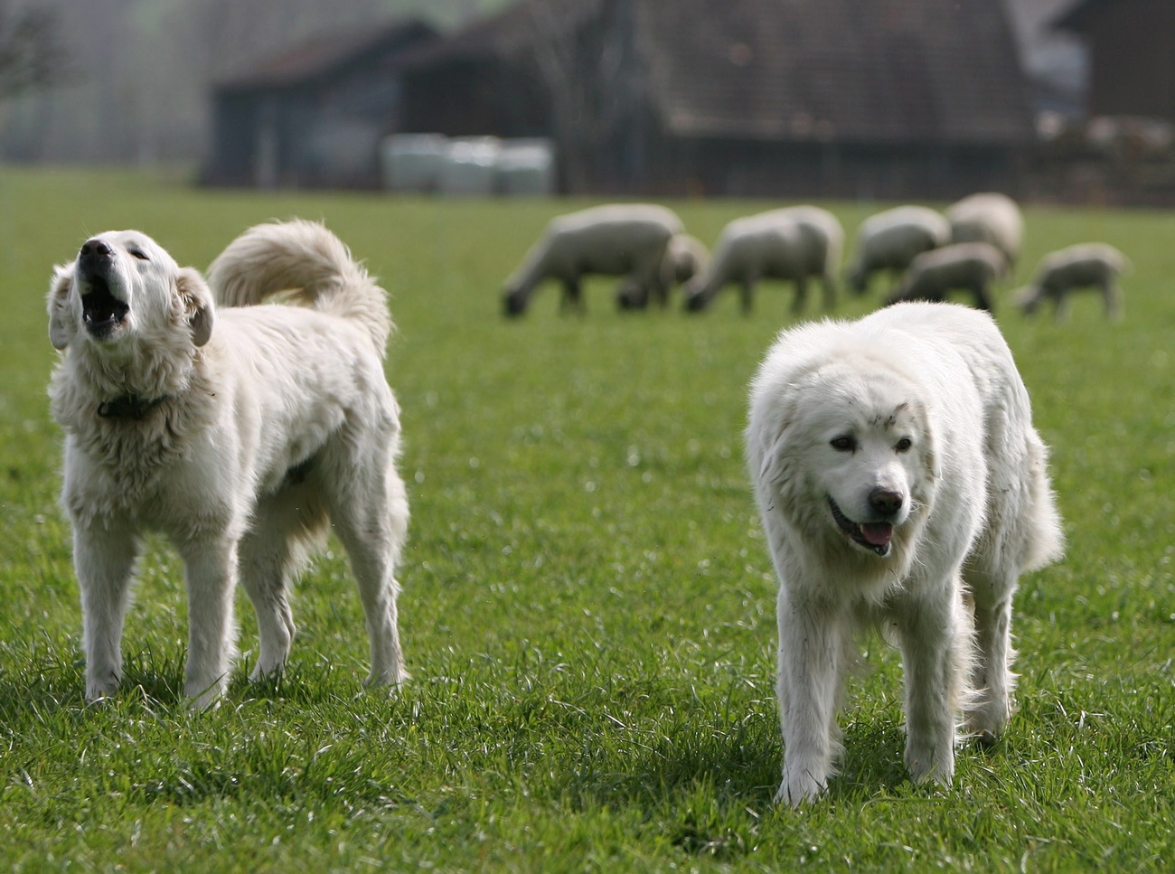 Deux chiens bergers devant des moutons.