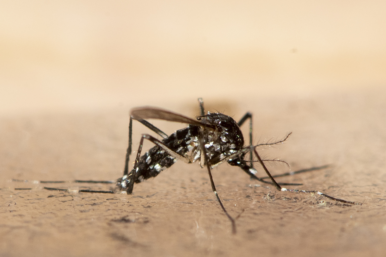 A tiger mosquito – a large black/dark brown insect with six legs, wings and white spots