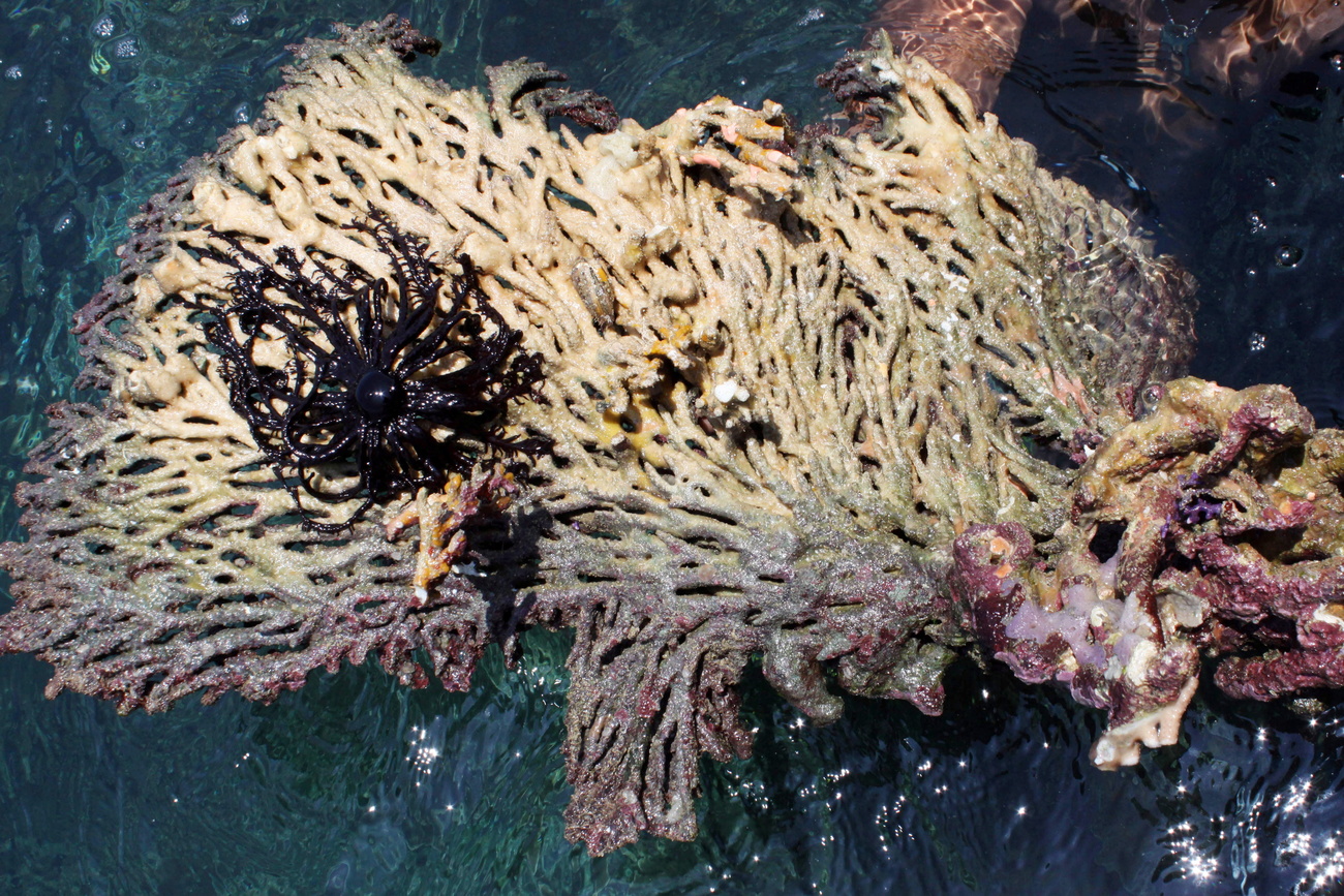 corallo sbiancato