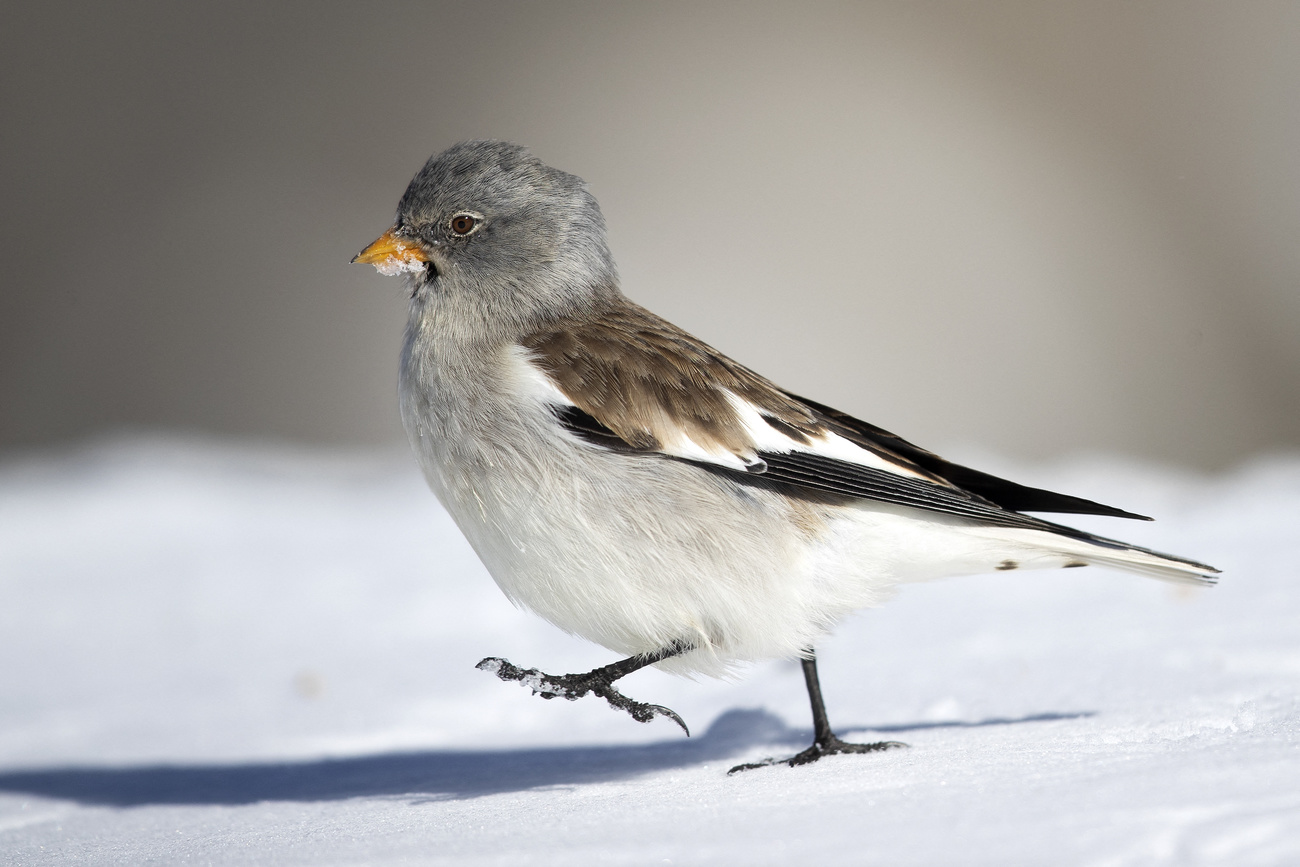 Sperling im Schnee