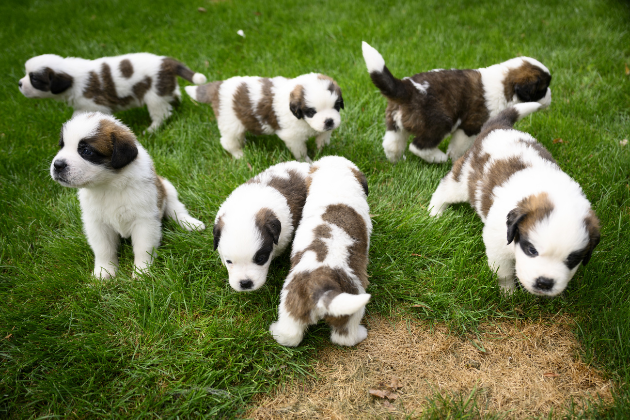 Cuccioli di San Bernardo.