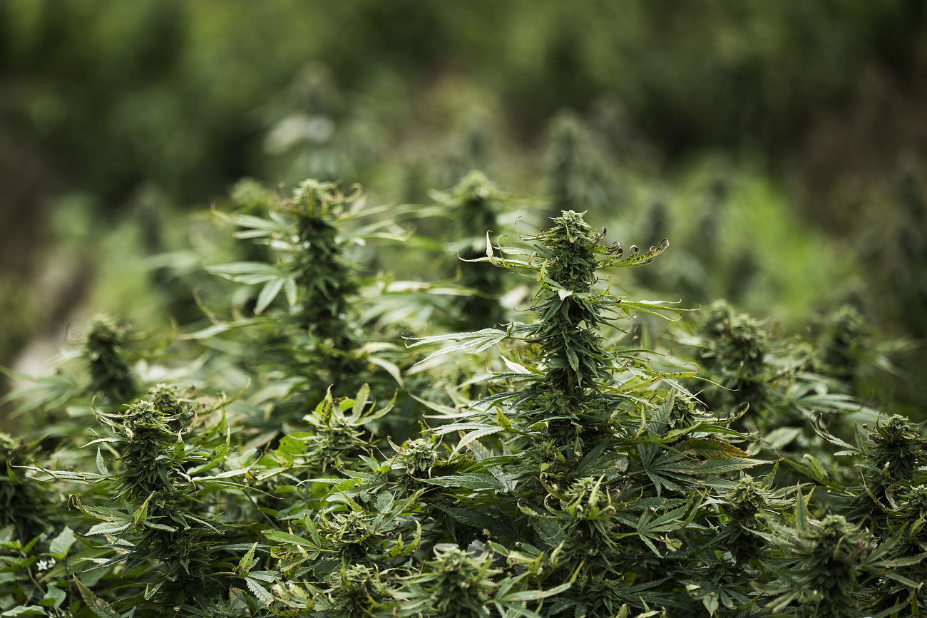 Eine am Dienstag gestartete Volksinitiative forderte die Legalisierung des kommerziellen Anbaus und Verkaufs von Cannabis.