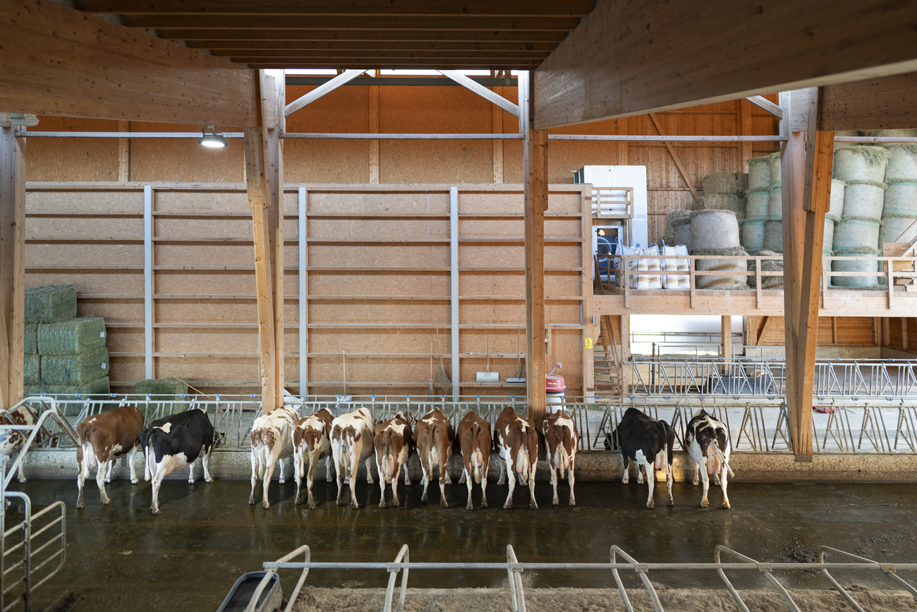 Mucche in una stalla.