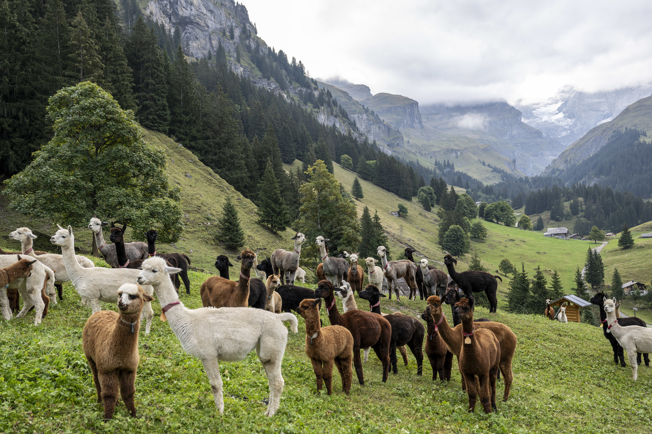 Drei Alpakas wurden in der Schweiz von Wölfen getötet