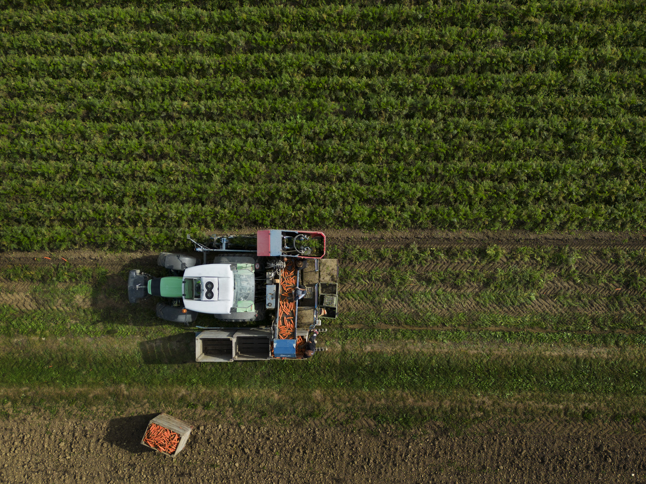 A tractor ploughs a green field of carrots. A box of already-picked carrots can be seen at the edge of the photo.