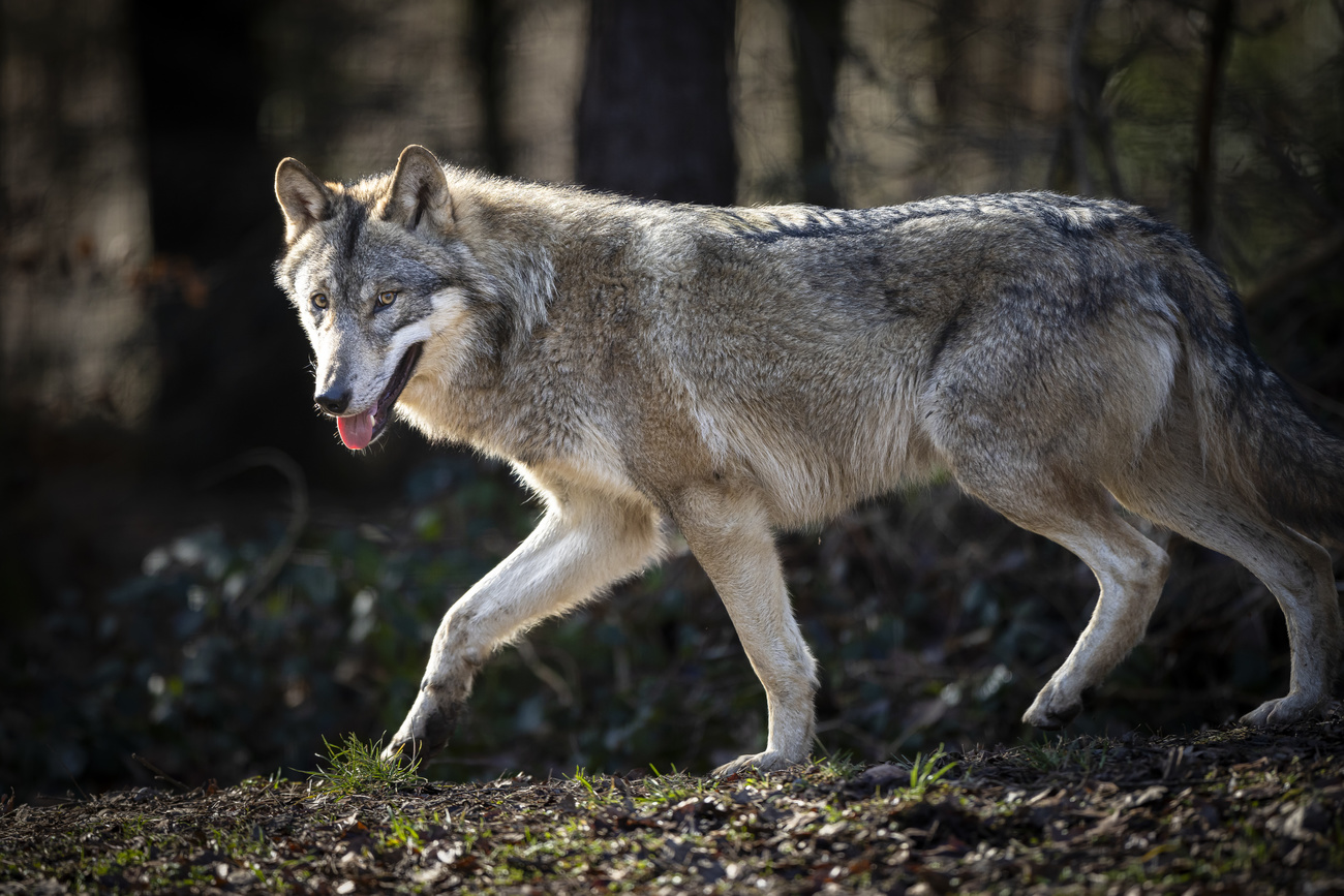 Un lupo nel parco di Winterthur.