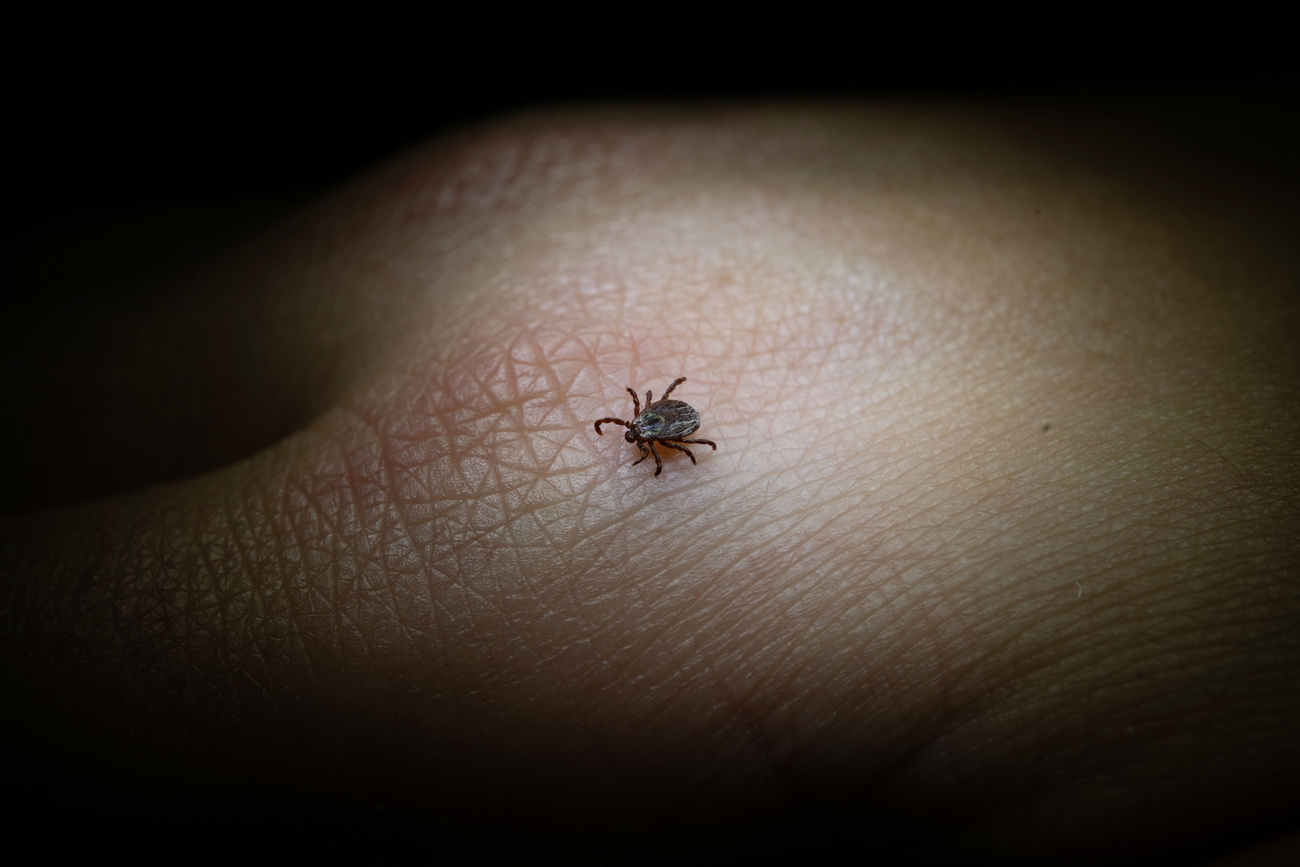 Picture of a tick on a person's hand