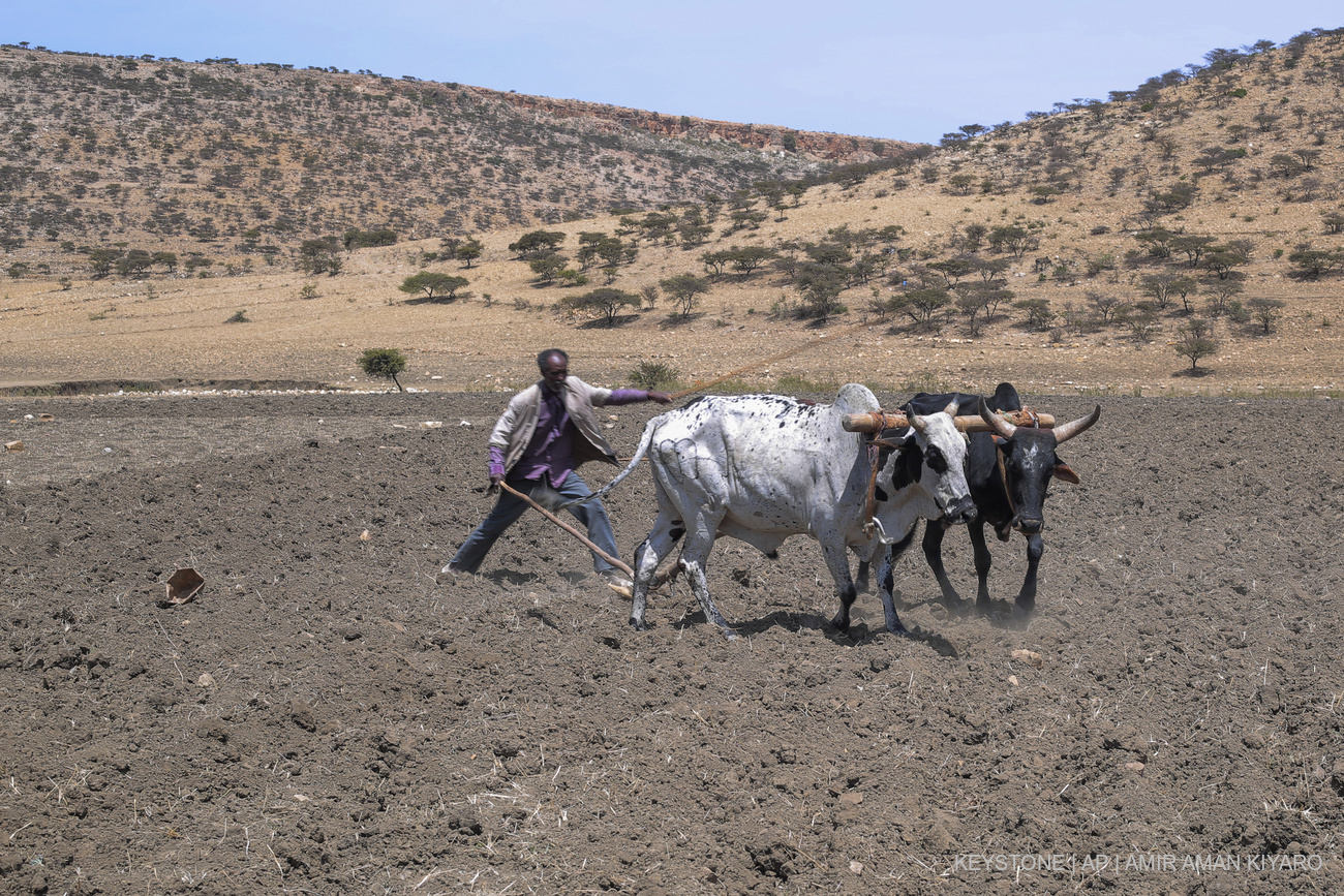 Ethiopian farmer, Haile Gebre Kirstos, 70, uses a cattle-drawn plough to tend to his field in Mai Mekden, in the Tigray region of northern Ethiopia. Once-lush fields lie barren.