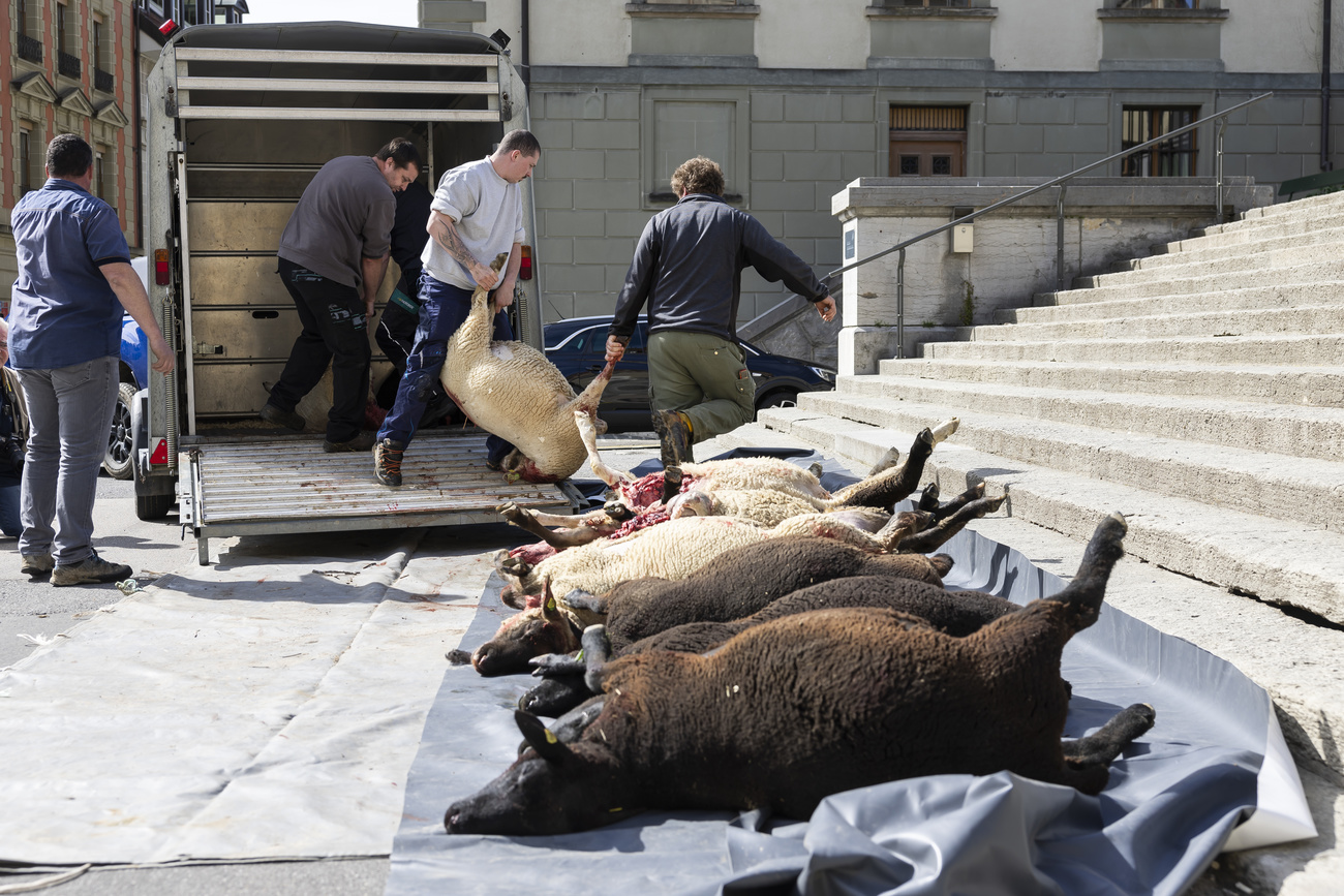 Le carcasse delle pecore portate a Losanna dagli allevatori.