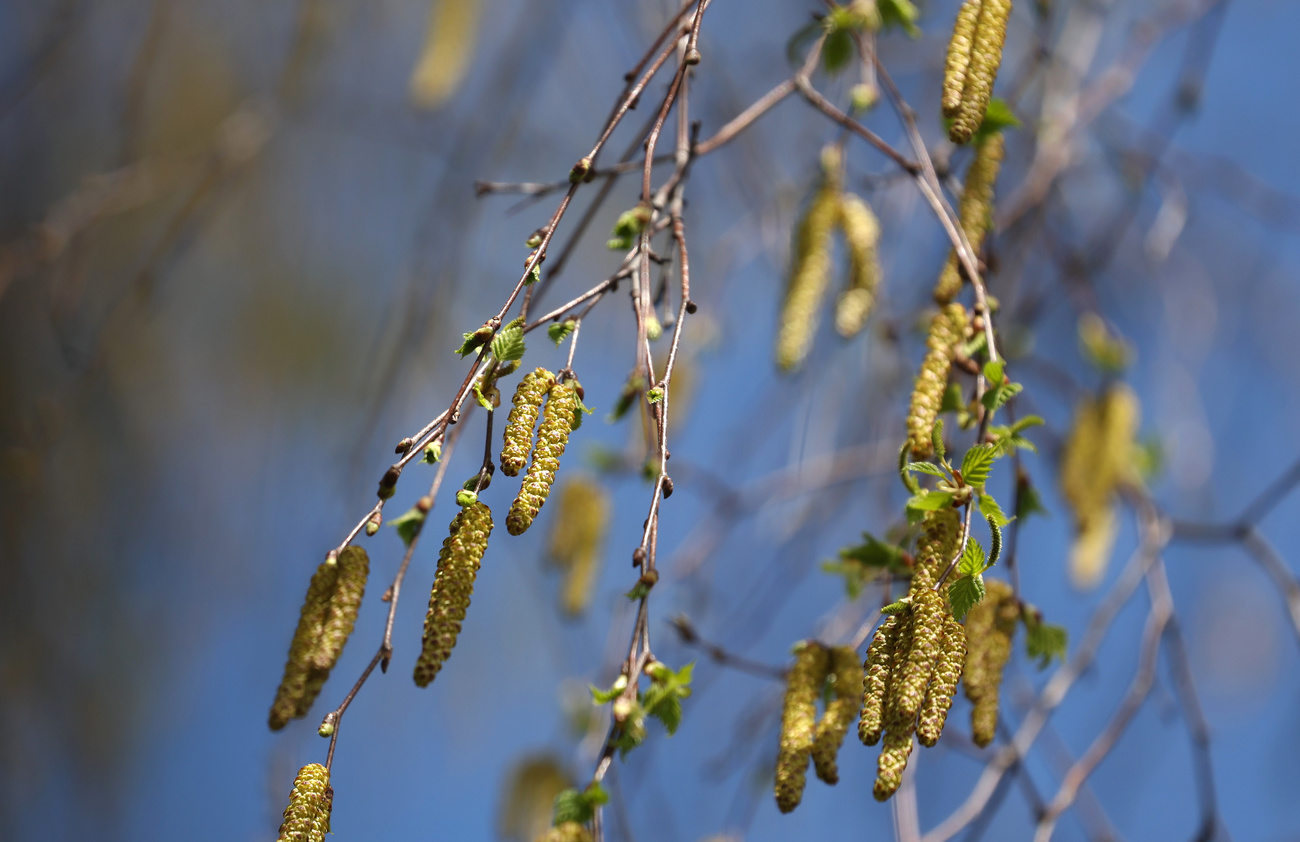 birch tree