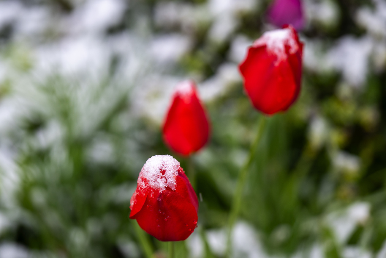 tulipani sotto la neve