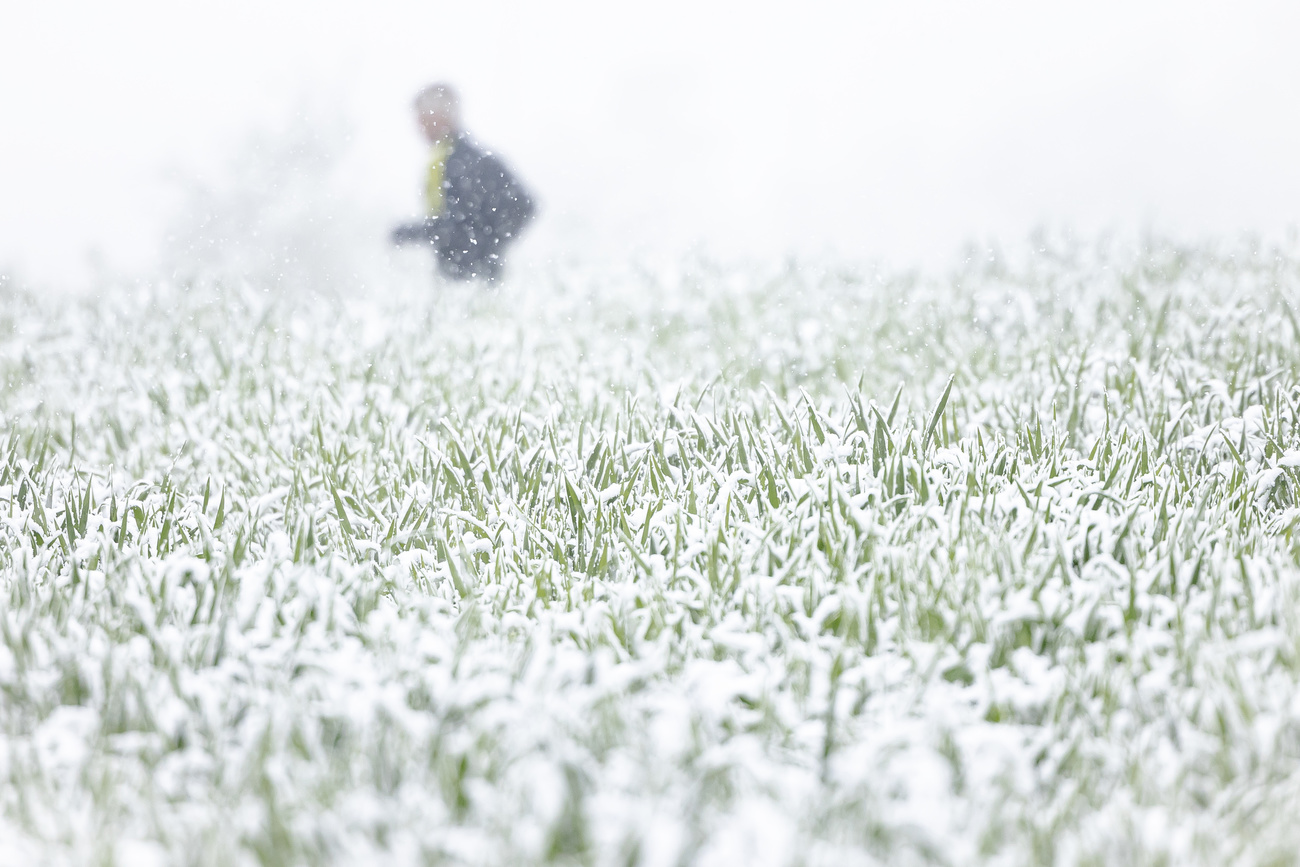在过去的72小时里，瑞士某些地区降雪量高达半米。终霜(又称晚霜)对庄稼和葡萄园的收成构成了威胁。