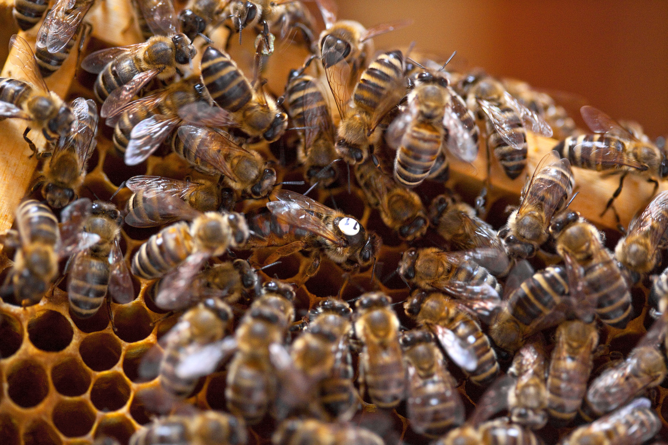 Dozens of black and gold striped honeybees swarm over golden hexacombs.
