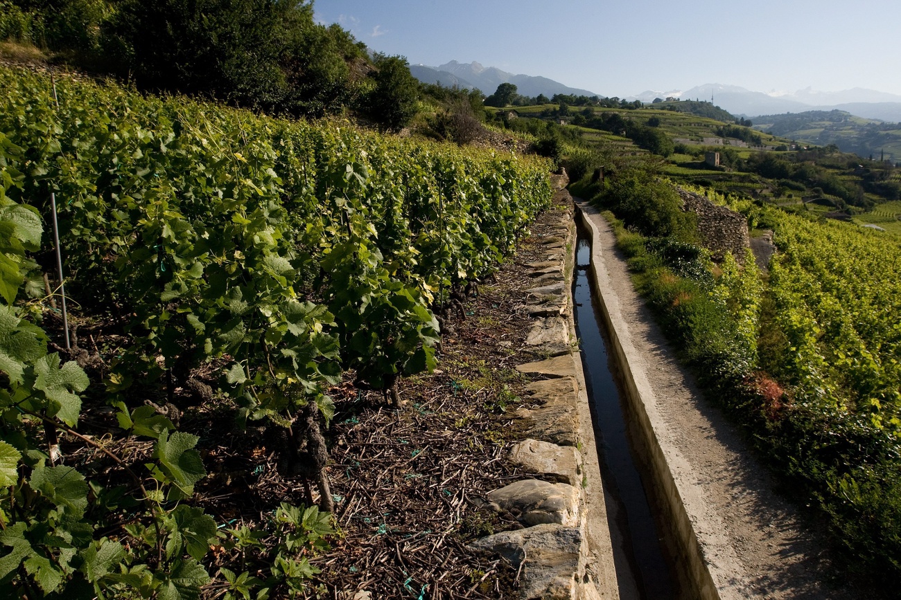 vigneto con canale d'irrigazione