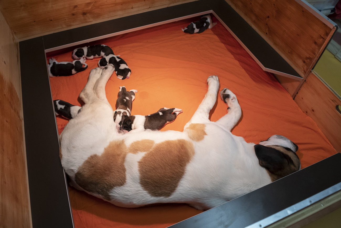 Любители этих прекрасных собак смогут увидеть щенков в музее «Барриленд» (Barryland) начиная с 6 мая 2024 года.