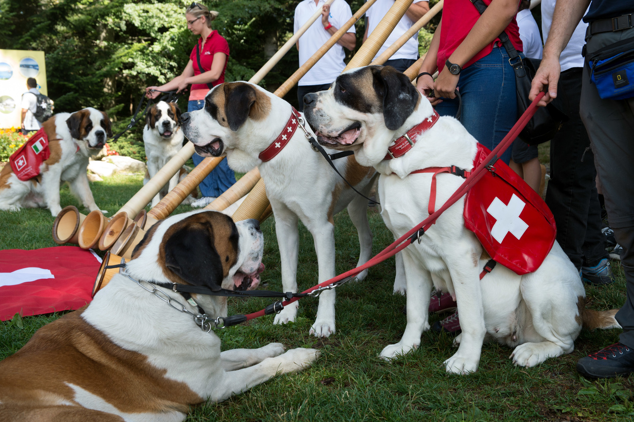 Собаки-сенбернары давно являются национальным символом Швейцарии.