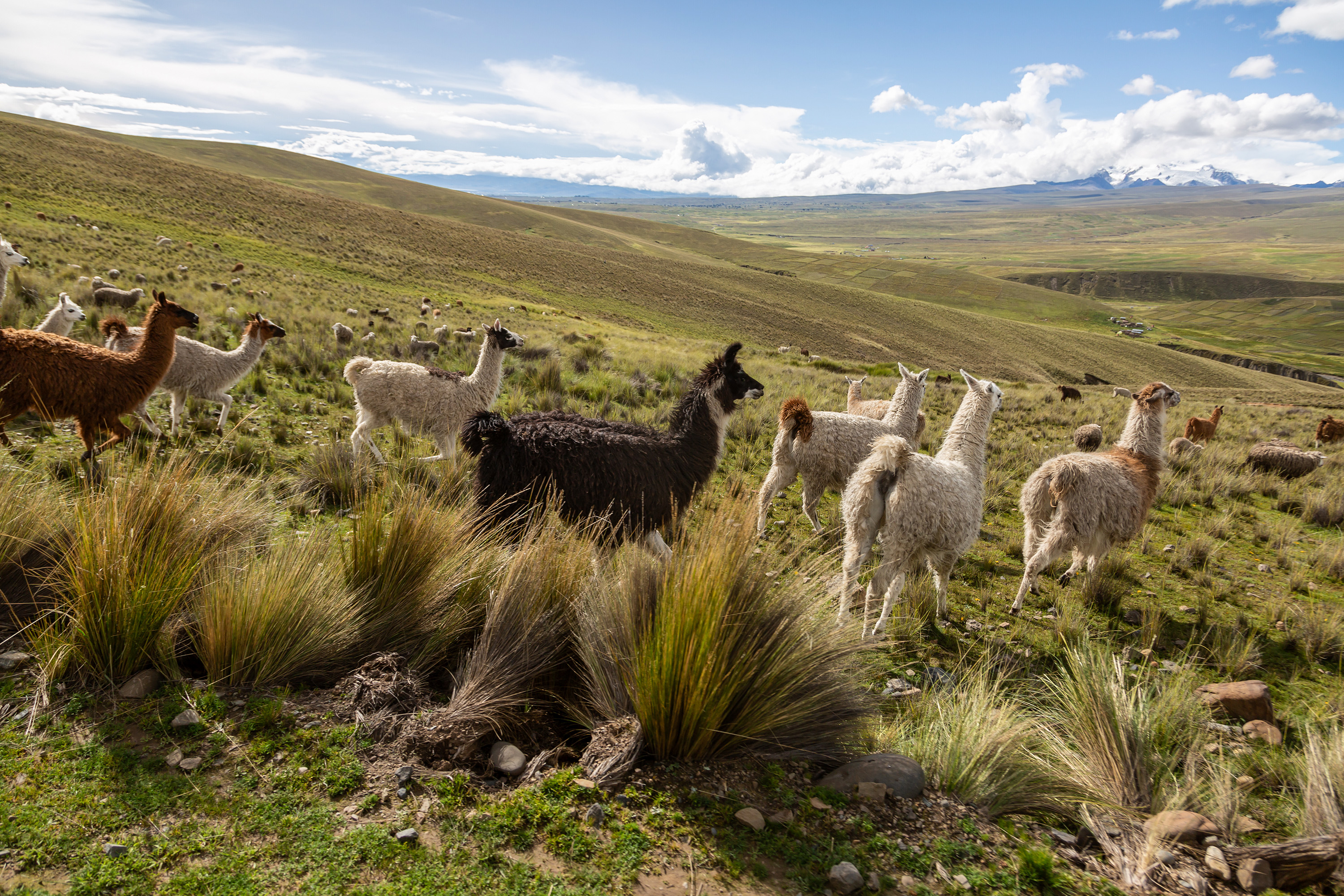 Lamas and Landscape