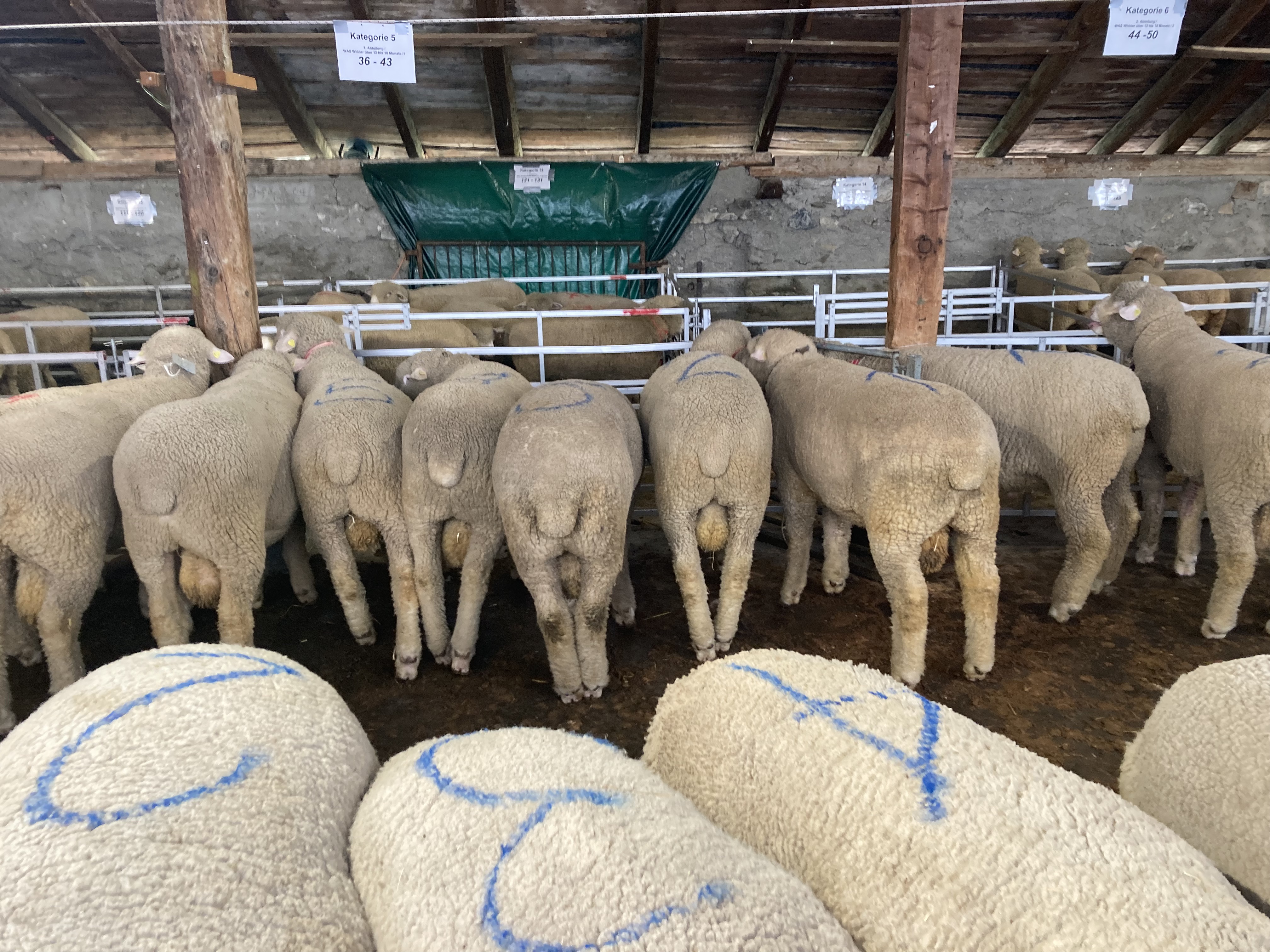 Moutons avec des chiffres peints sur le dos.