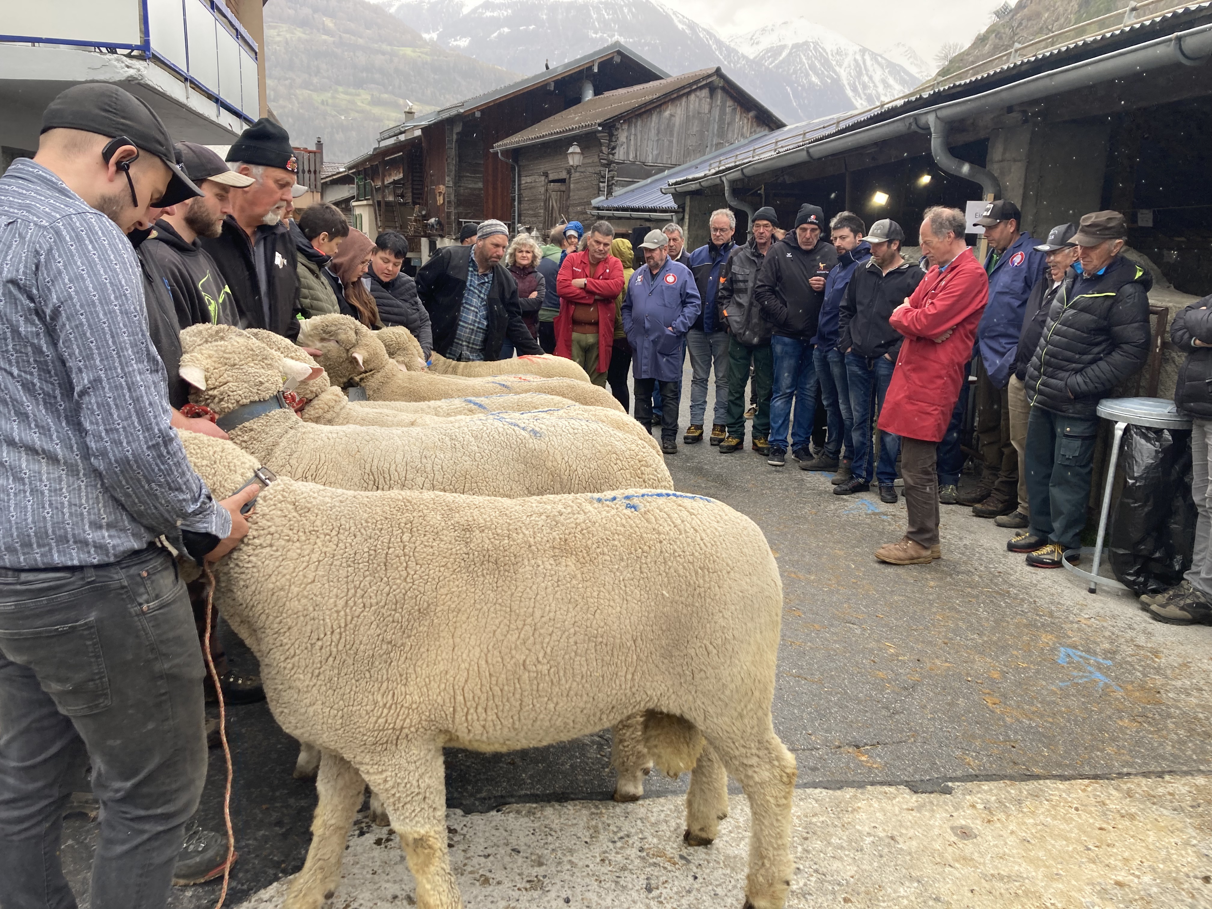 对于养羊的人来说，白羊集市这一天是一个盛大的节日，对于观众来说也是。