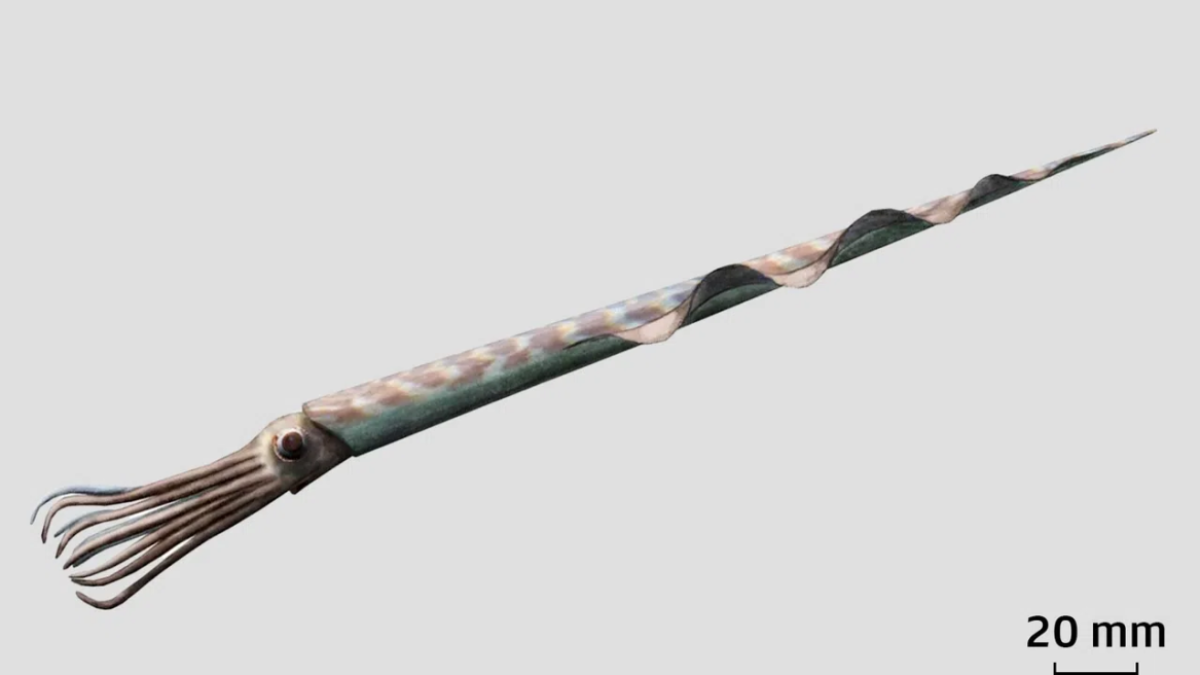 新種のイカの化石、名前は発音が難しいスイスドイツ語に - SWI