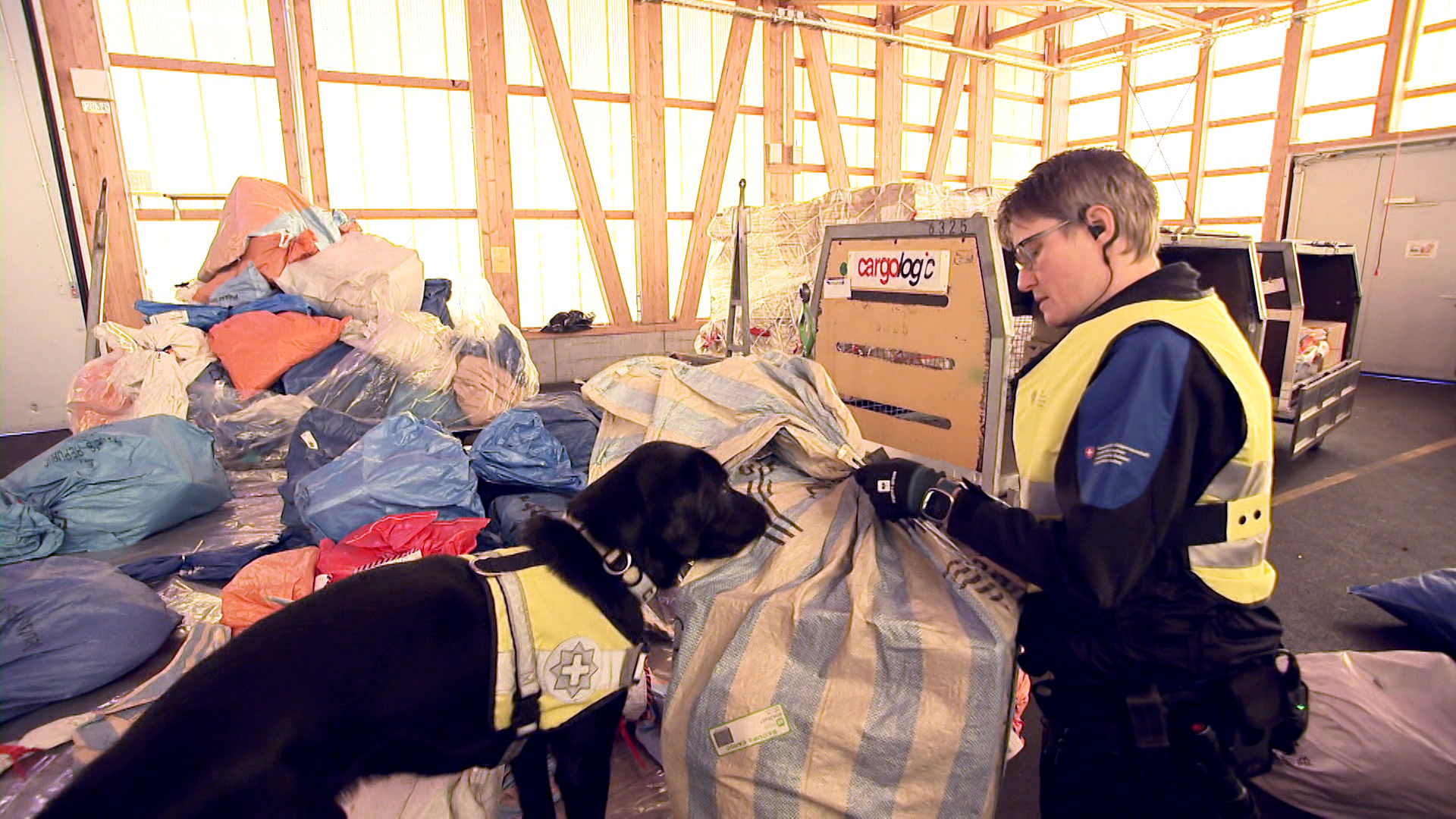 الكلب البوليسي جينو يساعد في البحث عن الكوكايين المهرب إلى سويسرا عبر مطار زيورخ.
