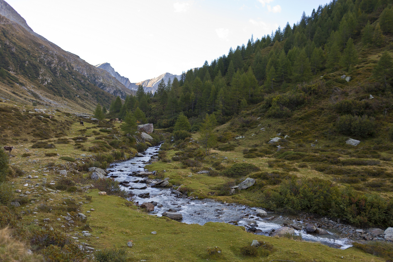 a stream in the middle of "Val di Carassino" valley, pictured on September 9, 2011, in Switzerland's future National Park Adula on the border between the cantons of Ticino and Grisons.