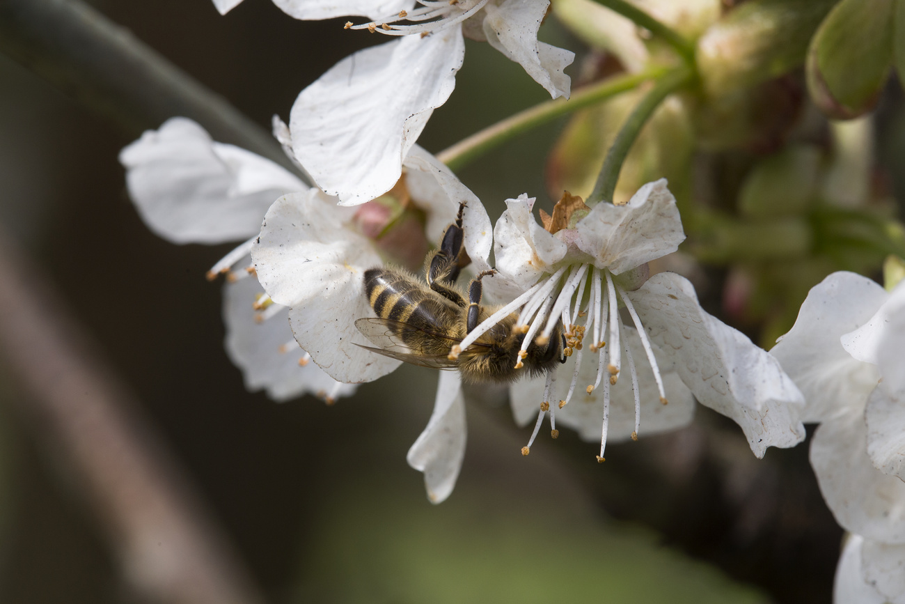 A wild bee is shown sitting on a cherry blossom.
