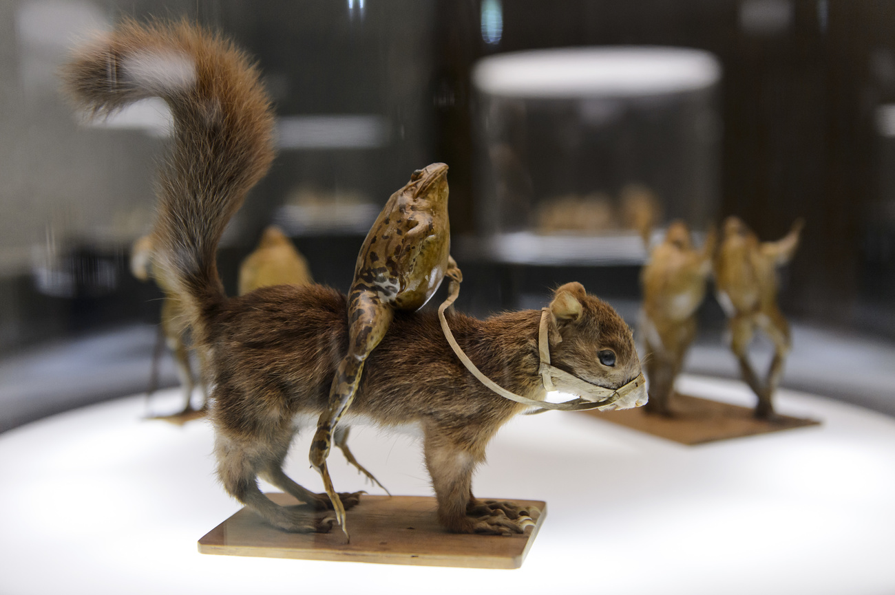 Frog on a squirrel