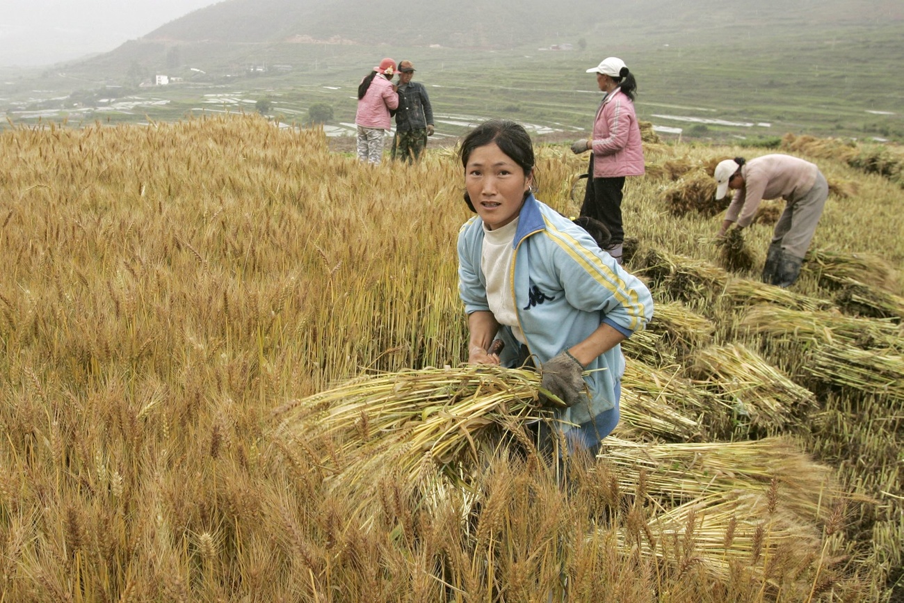 中国政府的烦恼：中国粮食需求越来越依赖进口