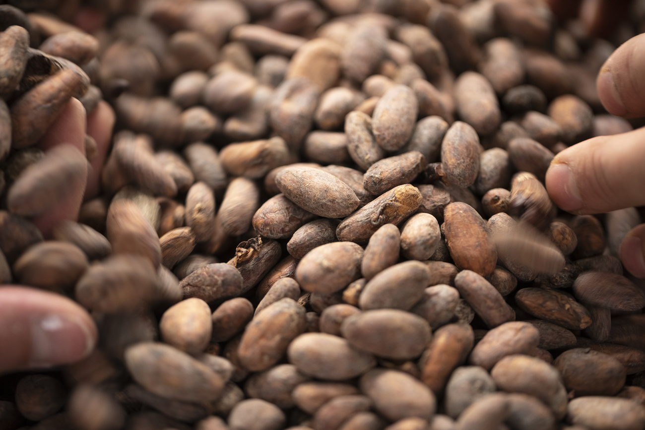 A close-up view of cocoa beans.