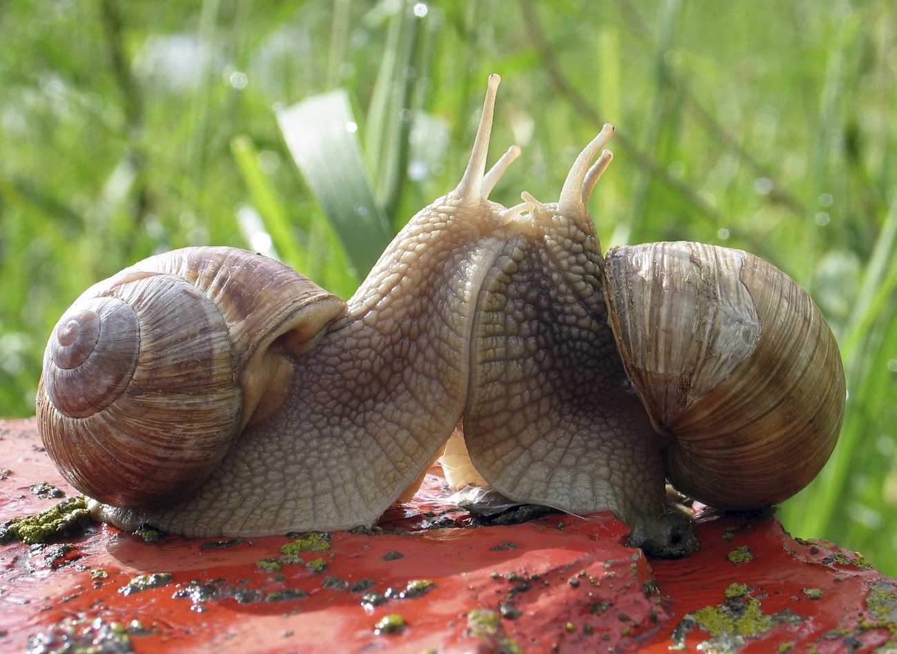 Two snails touch heads. They are on a red surface and blades of green grass are visible in the background.