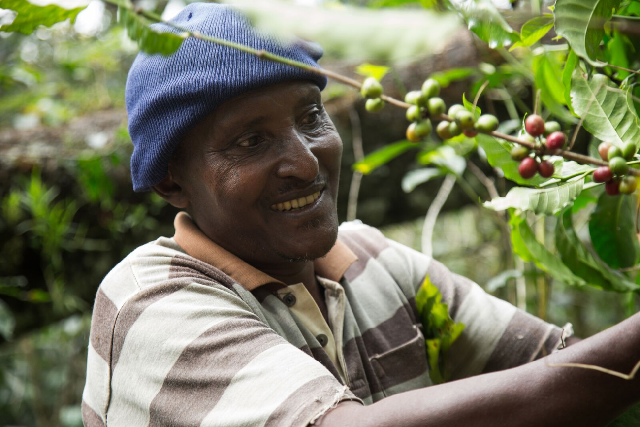a small farmer in Ethiopia smiles as he harvests coffee beans