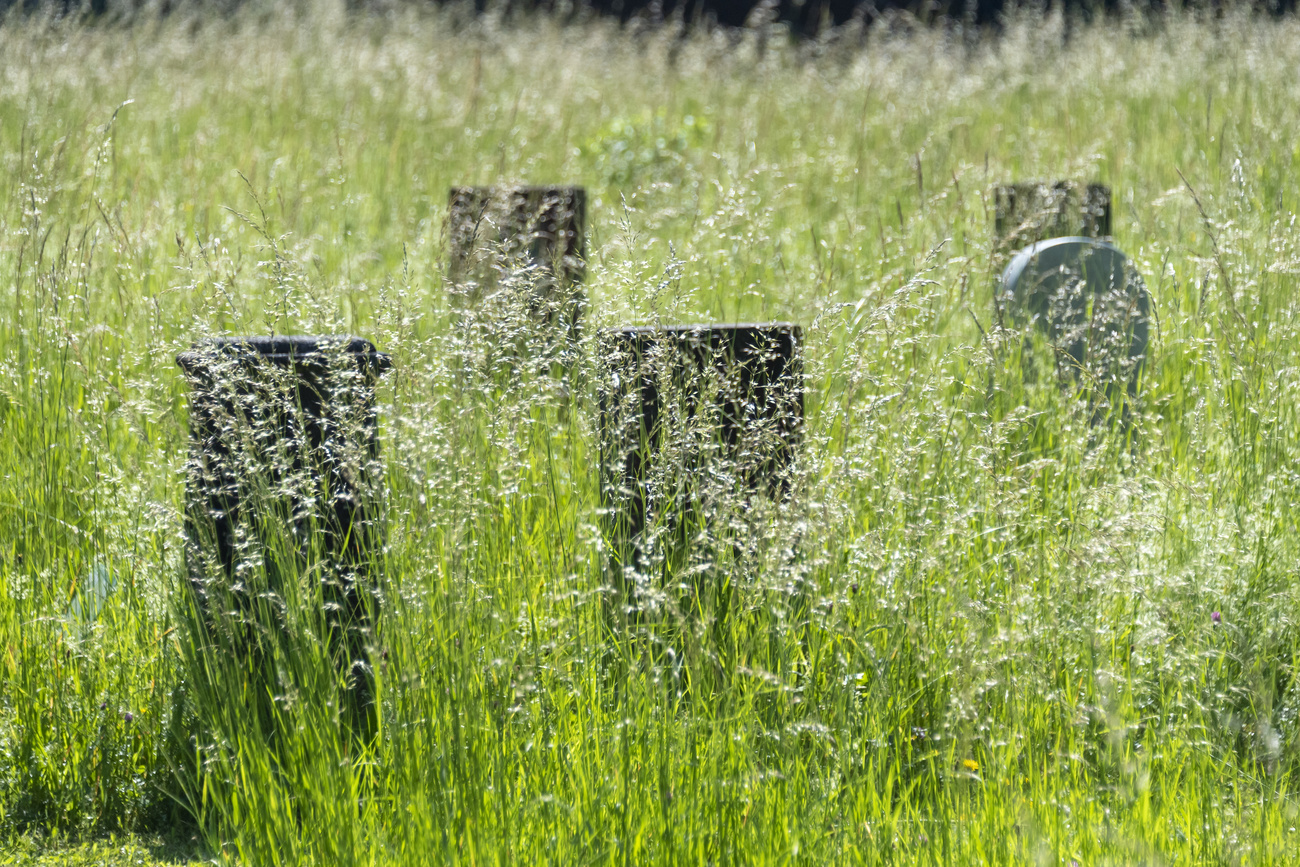 grabsteine von hohem gras umgeben