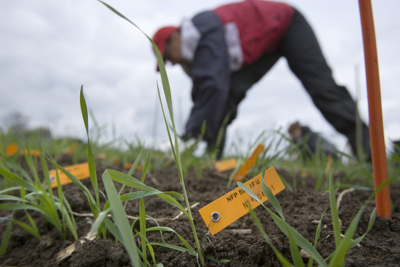 In the foreground of the photo are seedlings labelled with yellow tags. In the background, a person in a red cap, black trousers and a red, blue and white jacket can be seen planting further seedlings.