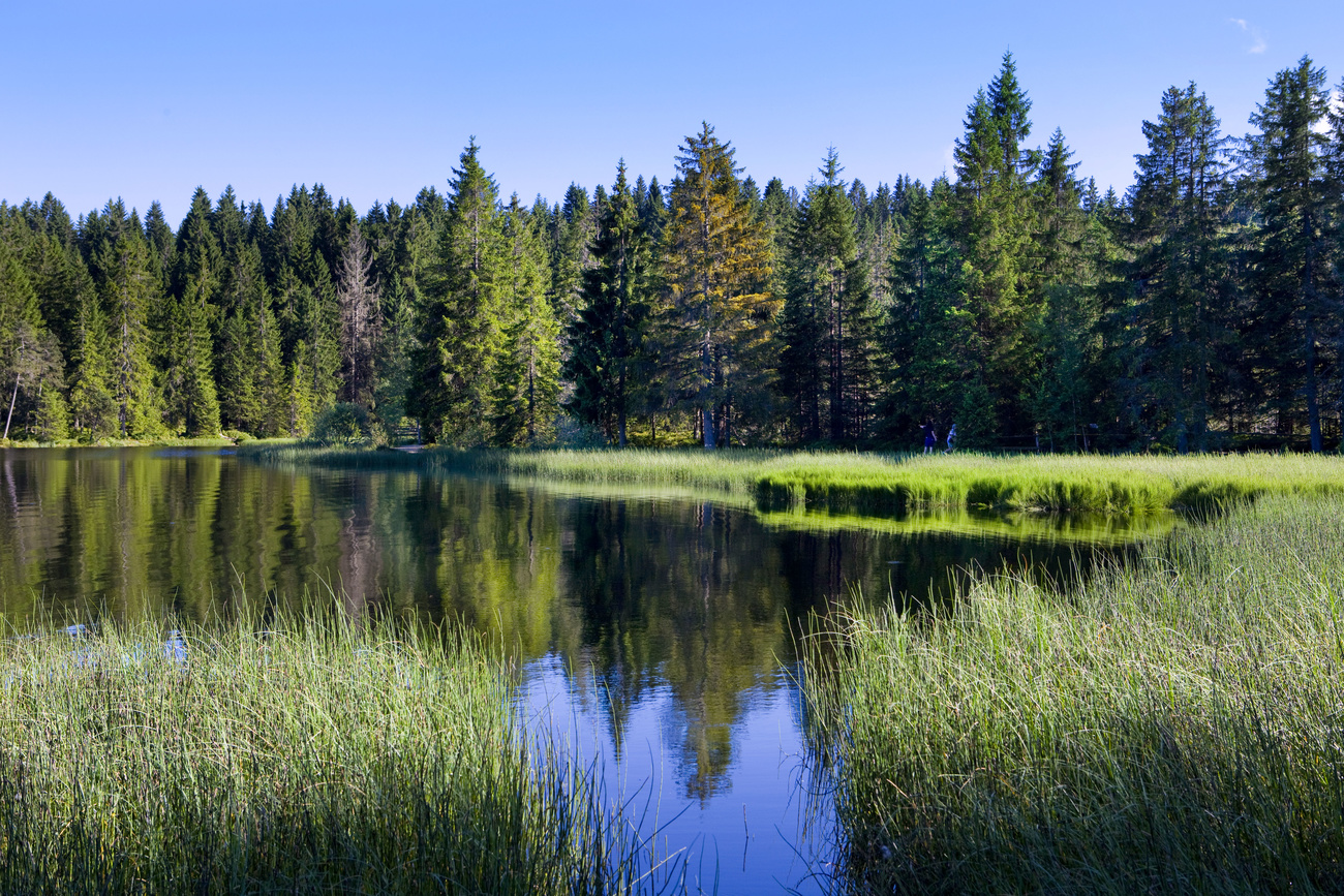 ein kleiner See in grüner Landschaft