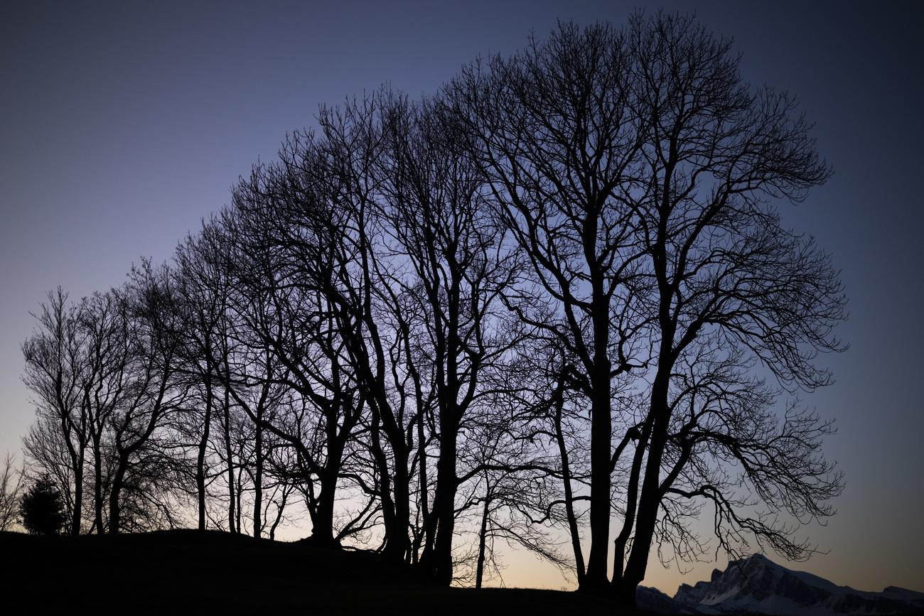 Trees and mountains in evening mood after rainfall, taken on Thursday, March 28, 2024, in St. Margrethenberg.
