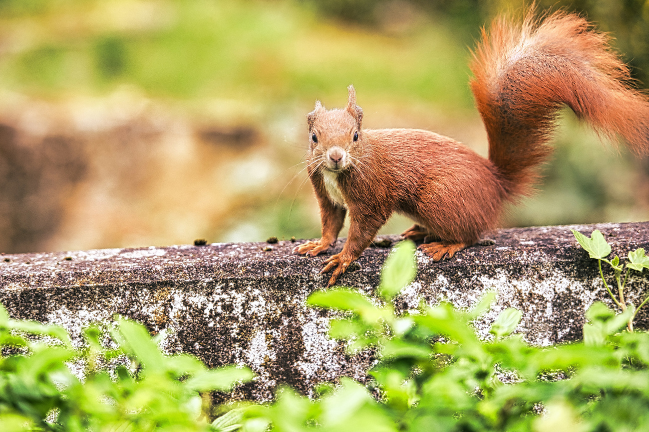 A red squirrel on concrete