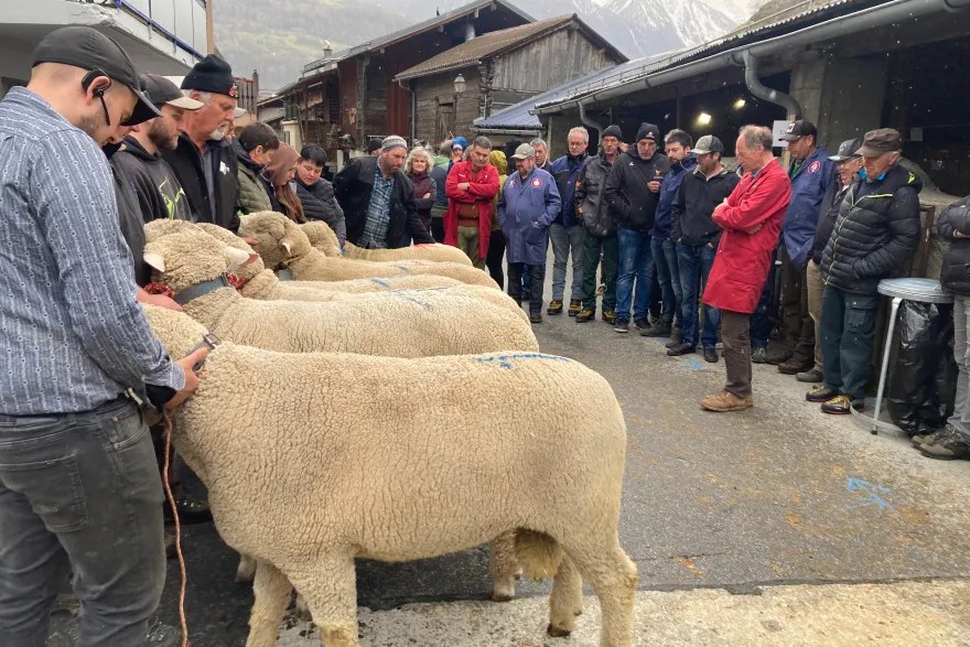 對於養羊的人來說，白羊市集這一天是一個盛大的節日，對觀眾來說也是。