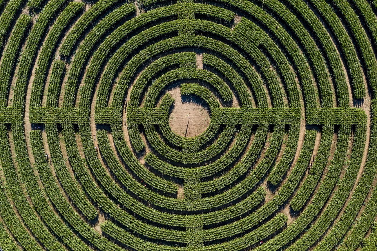 Maze